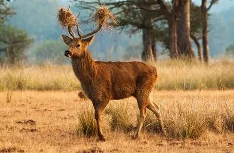Barasingha Deer in Kanha National Park